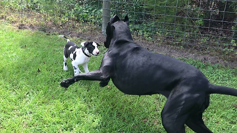 Pouncing & bouncing Great Dane plays with 9-week-old puppy