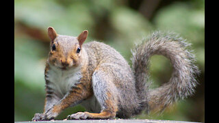 RED SQUIRREL VERSUS GREY SQUIRREL, WHO WINS A SPOT ON THE RAILING!