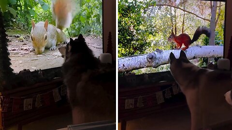 Dog loves watching his favorite Squirrel TV