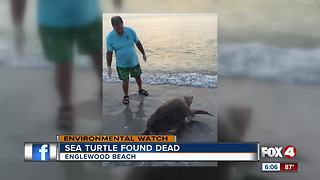 Sea turtle found dead on beach shore