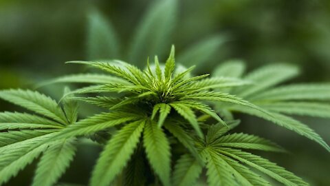 Podemos registra una Ley de regulación del Cannabis (marihuana) en España