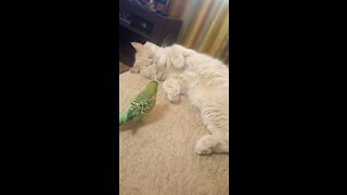 Patient Cat Tries To Nap While Parrot Wants To Have Play Time