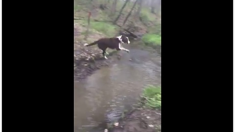 Jumping dog gets some serious airtime