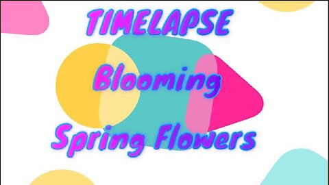 Time lapse Blooming Spring Flowers in 4K