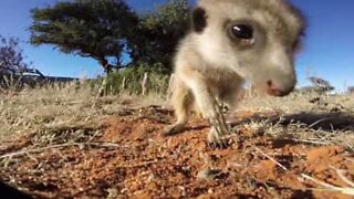 Animali curiosoni e ladri di telecamere!