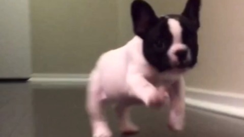 Happy Puppy Comes Running in Slow Motion