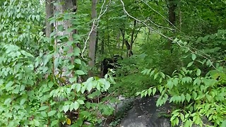 Brave Dog Will Not Allow This Lame Black Bear To Get Near His Owner