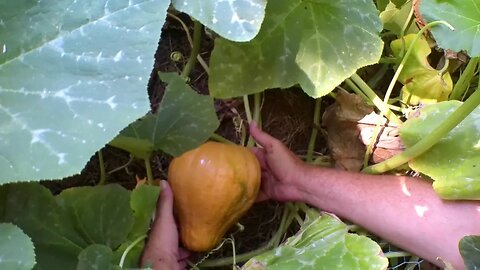 Are Seminole Pumpkin TWO Abundant?