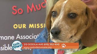 Nashville Humane Association Pet of the Week 6-30-17