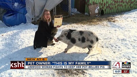 Woman fighting with city of Linwood to keep pot-bellied pig as pet