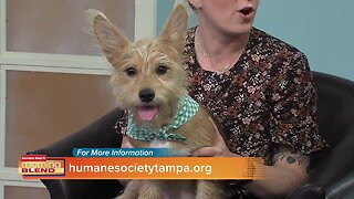 Humane Society of Tampa Bay | Morning Blend