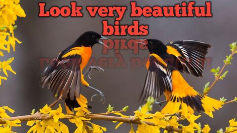 Peacock. Dove. Sparrow. Goose. Ostrich. Pigeon. Turkey. nature bird's video