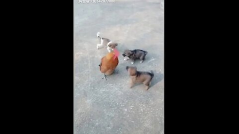 Chicken VS Dog Fight - Funny dog and cock fighting videos ..