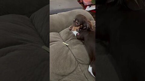 Wake up little doxie