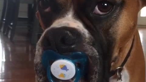 This boxer never wants to grow up, and that's just fine!