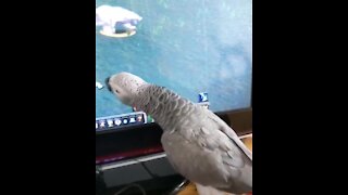 Gamer parrot really wants to be part of the action