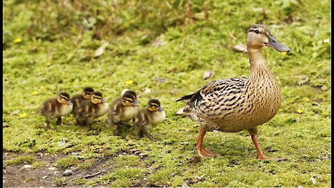 Ducks lose their young in waterways