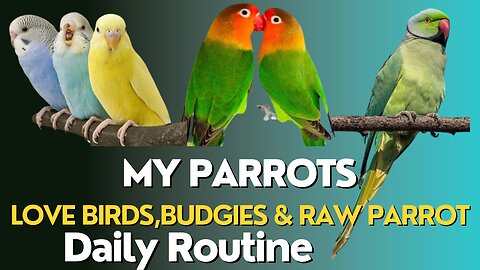 1 Hour Budgies Chirping Parakeet's sound | Budgies Sounds | Reduce Stress