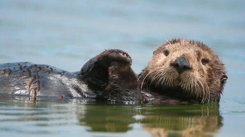 Otter decides to hang on a kayak for a bit ...