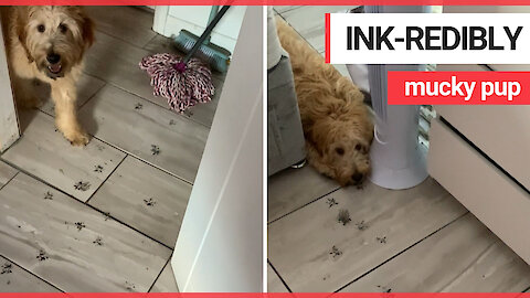 Pup ends up in the doghouse for leaving inky pawprint trail