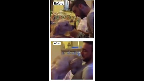 Dog feels so guilty and ask forgiveness from his Italian master (emotional)