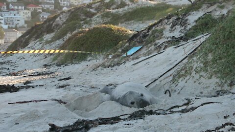 SOUTH AFRICA - Cape Town - Buffel the Southern Elephant seal on Fish Hoek Beach (qEu)