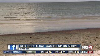 Red drift algae and murky conditions found on Sanibel beach