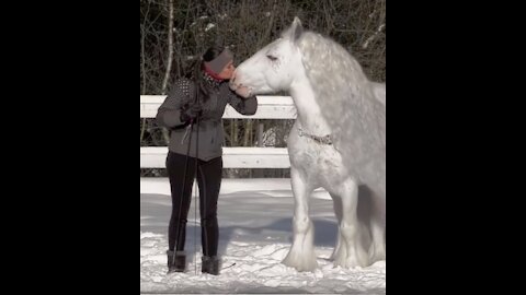 I literally have never seen a Amazing and beautiful horse quite like this.