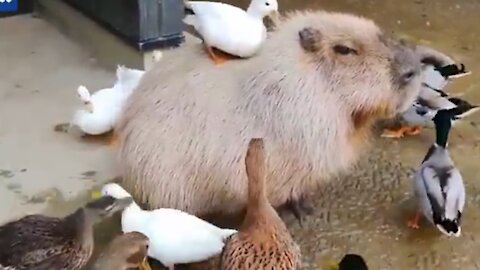 Capybara sits calmly as playful ducks groom his back & Enjoying 😜🤣 || Samviral