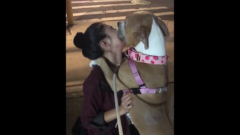 Excited dog welcomes home owner in heartwarming fashion