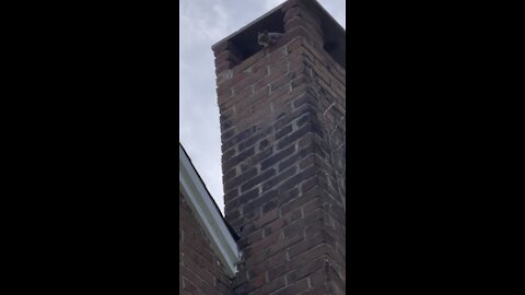 Squirrel living in my chimney
