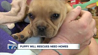 Puppy mill rescues need home