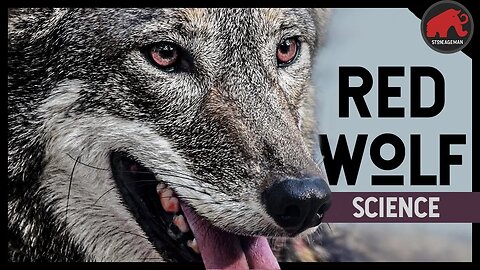The Science of the Red Wolf: Will they survive their own apocalypse?