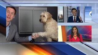 Sports Anchors dog photobombs live shot