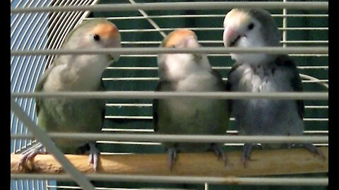 IECV PBV #100 - 👀 Quick Video Of Kiwi Pearl And Daisy After Cage Cleaning 9-3-2019