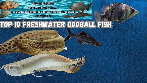 Aquatic Wetline W/ Aqua Alex: Top 10 Freshwater Oddball Fish!