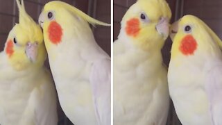 What do you think these cockatiels are taking about?