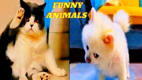 New Funny videos 2023 😍 Cutest Cats and Dogs 🐱🐶 Funny Animals 🐈🦮 "Rumble" 2023,
