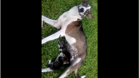 Stray dog raises abandoned kittens