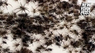 Spiders in Australia will have you bugging out