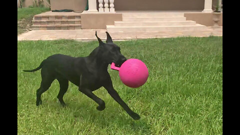 Adopted Black Great Dane Loves To Run & Roll With Her Jolly Ball