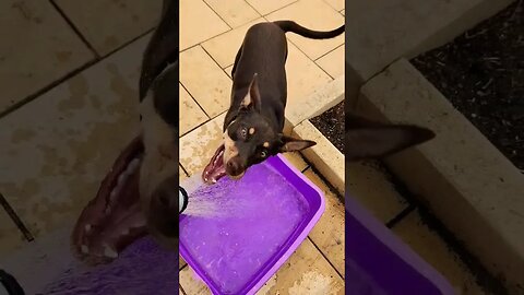 Water Mad Kelpie Pup