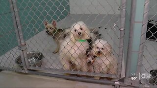 Local animal shelters putting new safeguards in place to prevent pet flipping