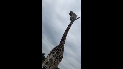 Cute Giraffe