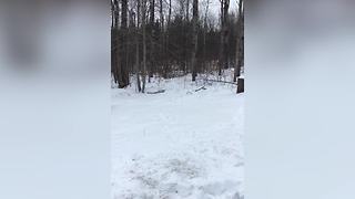 Dog Plays Confusing Game of Catch with Snowballs