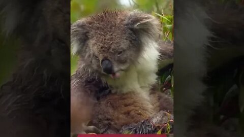 Messed Up Animal Facts Part 2 - 🐨 Weird Animal Facts 🐬 #animals #facts #shorts #wildlife