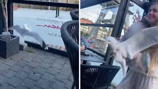 Young woman casually picks up seagull in restaurant