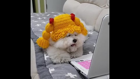 Wig-wearing pup watches videos on a laptop