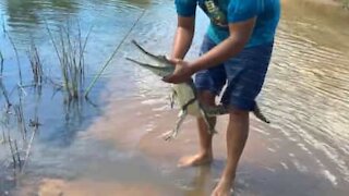 Un homme attrape un crocodile d'eau douce à mains nues