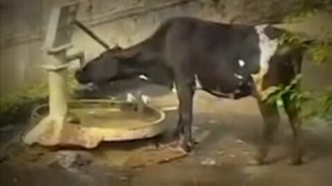 Funny intelligent Cow